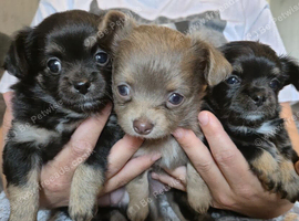 Long Haired KC Reg Chihuahua puppies