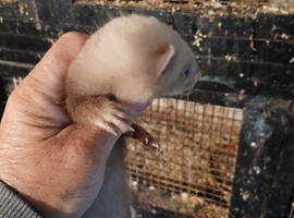 Ferrets for sale