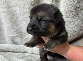 German Shepherd X Puppies For Sale