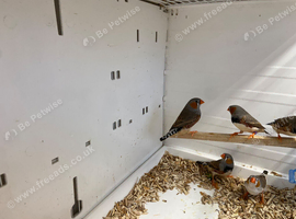 Zebra finches