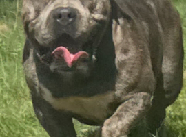 American bully