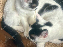 13 wk old brother and sister are looking for their forever home