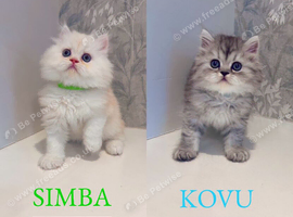 Stunning Pure Persian Kittens &ndash; Simba & Kovu