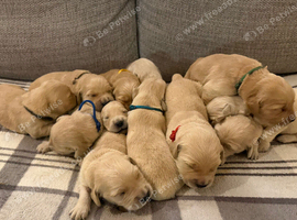 EXCEPTIONALLY BRED GOLDEN RETRIEVERS