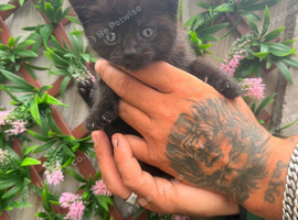 Kittens