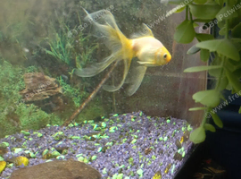 Goldfish for rehoming
