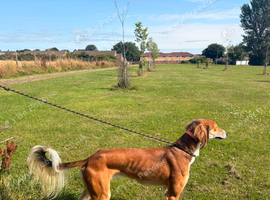 Saluki x