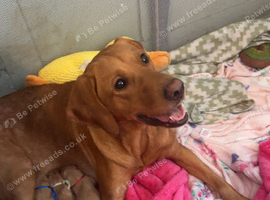 KC Labrador Puppies