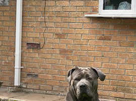 Bony boy for stud