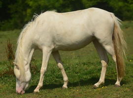 Cremello Section B Mare
