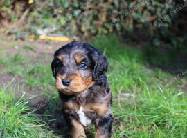 Gorgeous Schnocker puppies