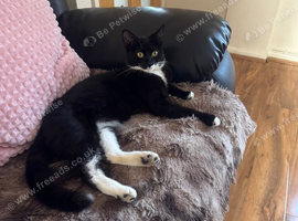 Cat for sale