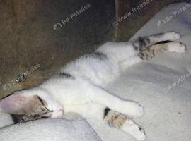 female cali co kitten
