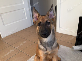GSD x Belgian Malinois
