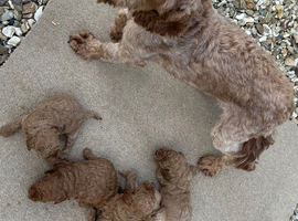 Cavapoo puppy