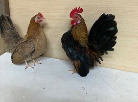 Pair of Serema bantams