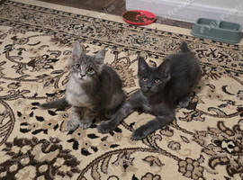 Maine coon kittens