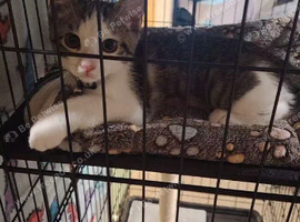 Beautiful male kitten for sell