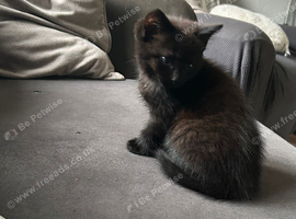 Beautiful kittens