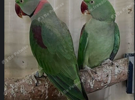 Breeding Pair of Alexandrine