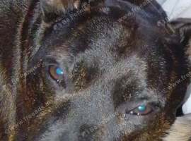 Staffie