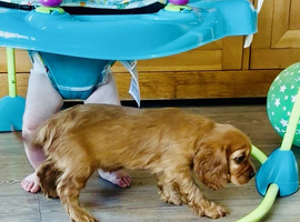 DNA Health and Breed Tested