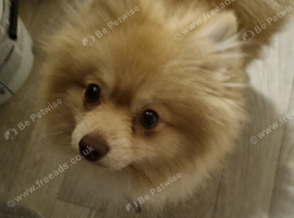 Pure pedigree with paperwork Pomeranian