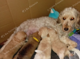 Jack Russell with Cocker poo Ready next week