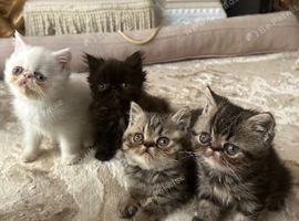 Exotic Persians