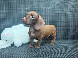 Miniature dachshund