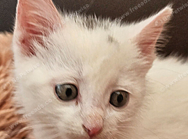 ONLY ONE WHITE BOY KITTEN FOR SALE