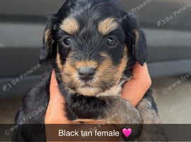 7 Beautiful cockapoo puppies