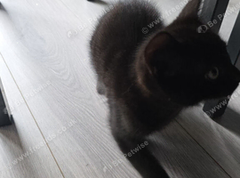 Black male kitten