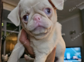 Beautiful Pink Pug puppies for sale