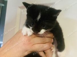 Black & white female kitten