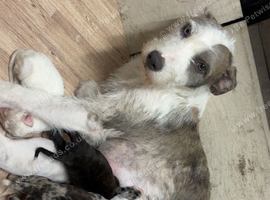 Lurcher cross saluki puppies