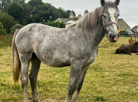 "Registered Irish Draught Yearling 4 Matching Whites" Dapple Grey Filly Young Sport Horse