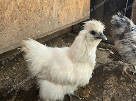 Silkie hens