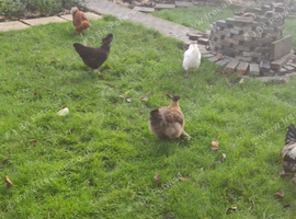 Chicken for sale