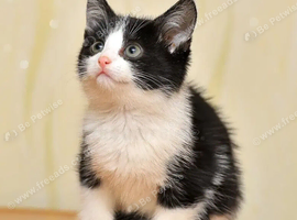 Kitten
