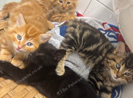 3 male kittens ready for their new new homes