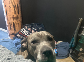 Merle canecorso