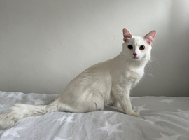 Turkish angora