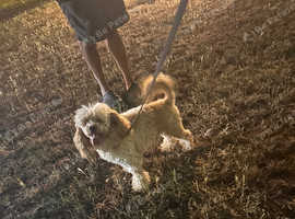 Apricot toy poodle for stud