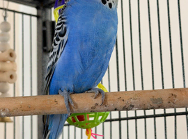 7 aviary budgies for sale