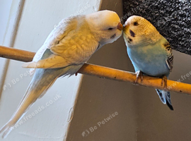 budgies