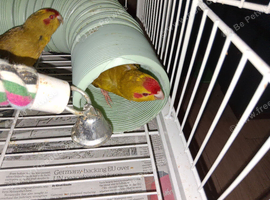 Red Crown Kakariki (hand tame) for sale