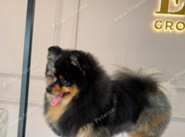 Black & Tan Merle