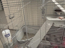Ferret