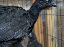Ayem Cemani off heat